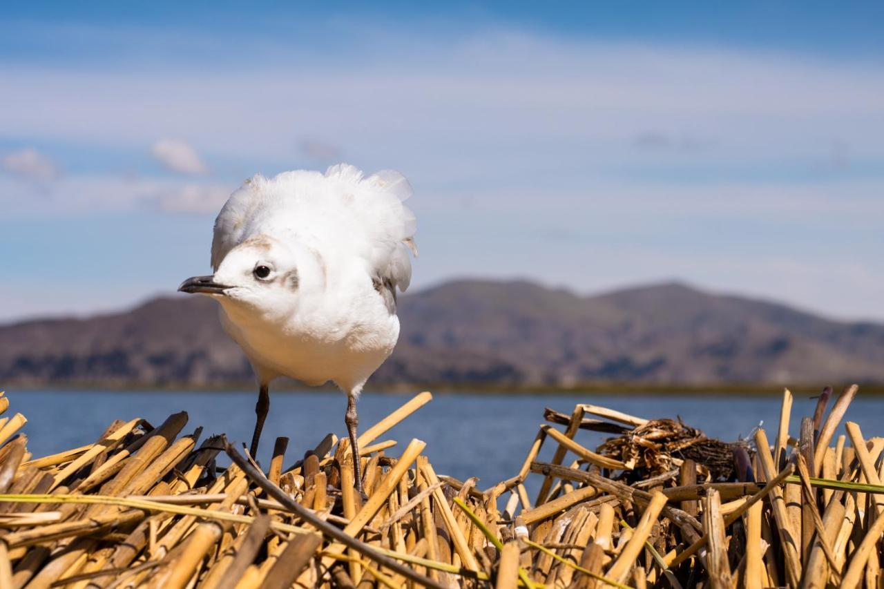 Titicaca Flamenco Lodge Puno Ngoại thất bức ảnh